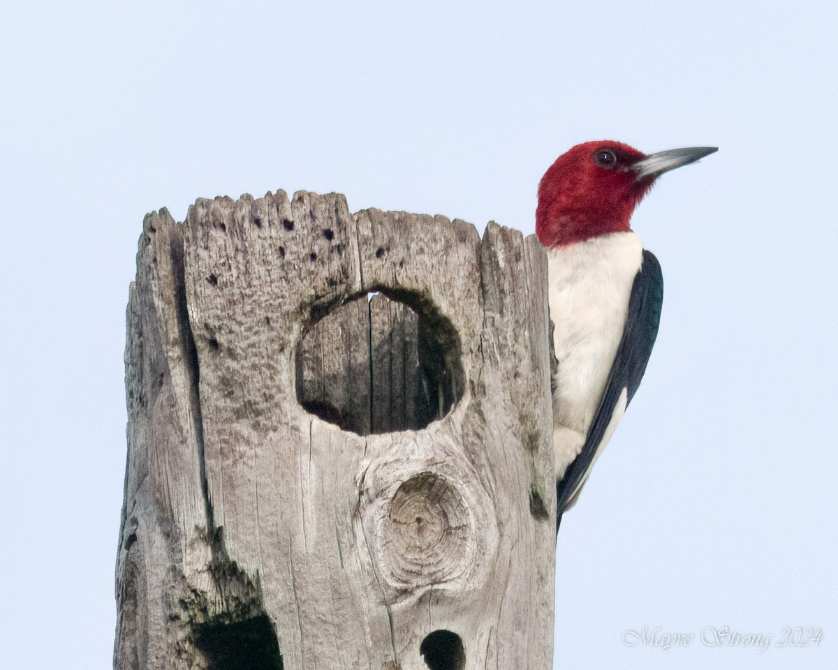 Red-headed Woodpecker - ML620939831