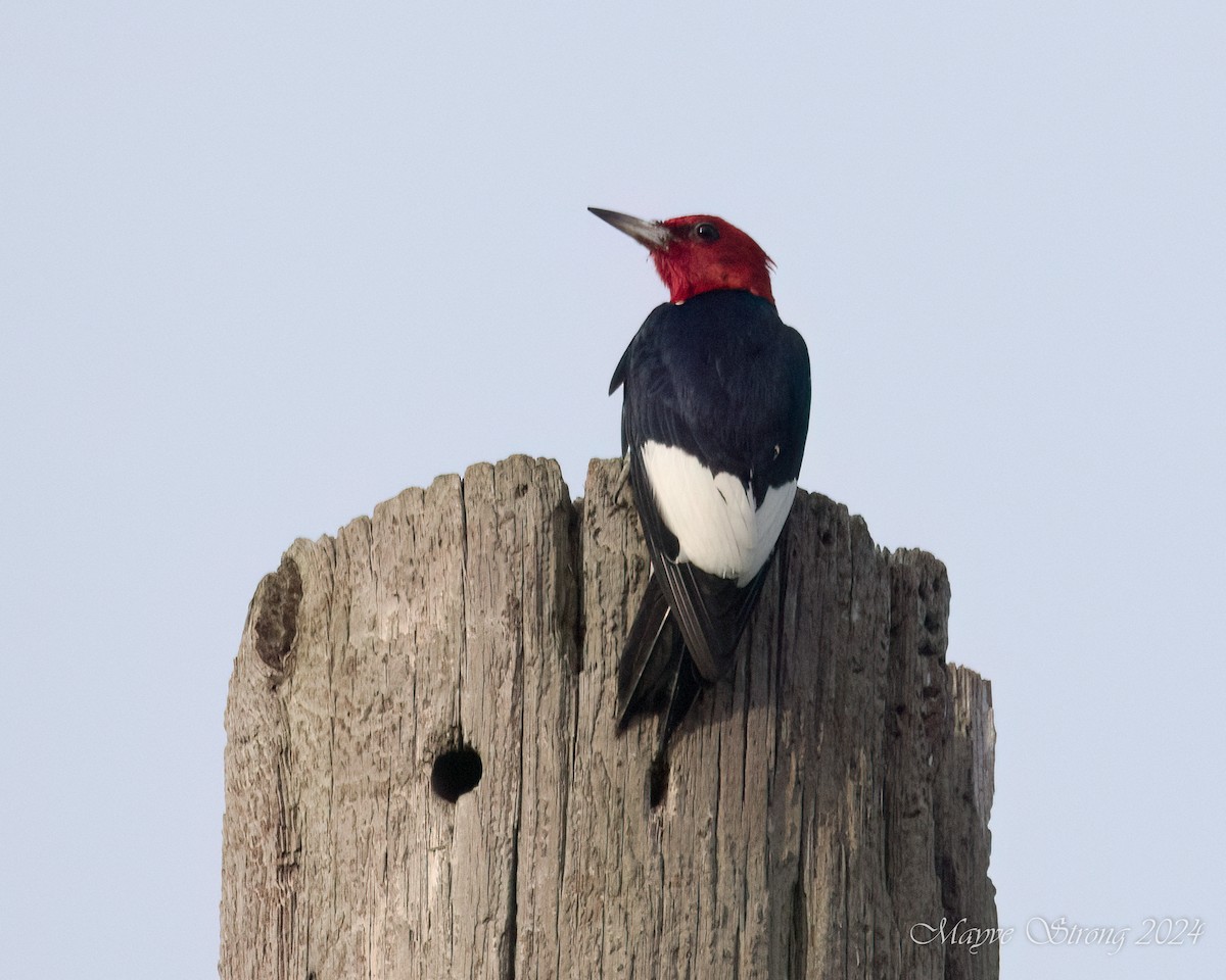Red-headed Woodpecker - ML620939832