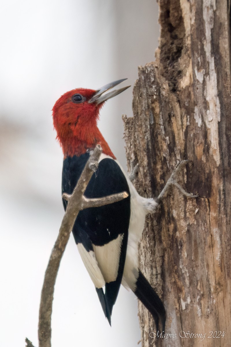 Red-headed Woodpecker - ML620939833