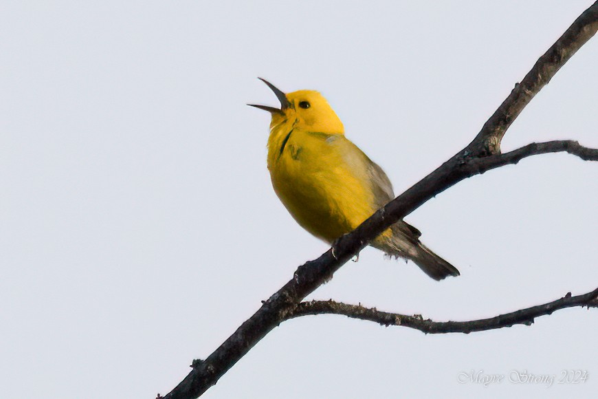 Prothonotary Warbler - ML620939871