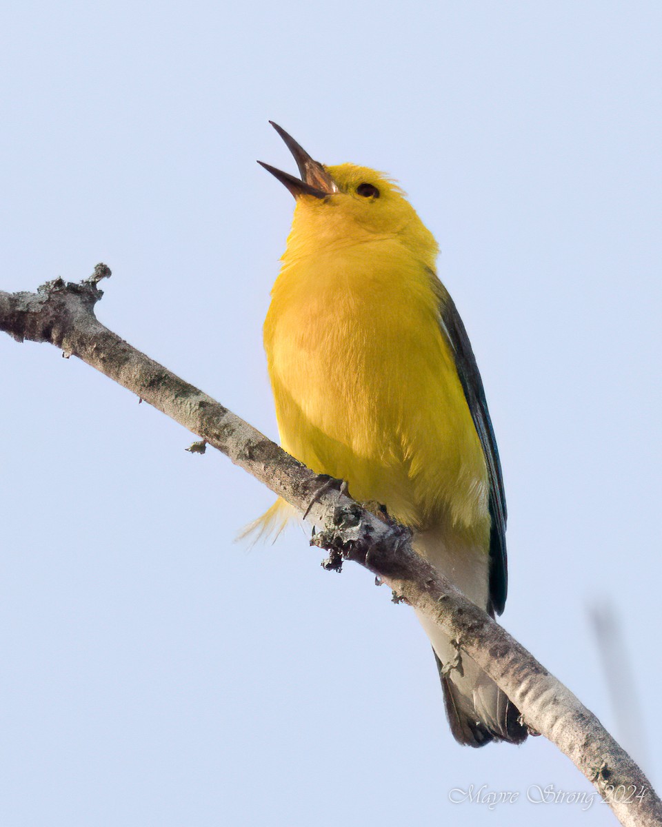 Prothonotary Warbler - ML620939872