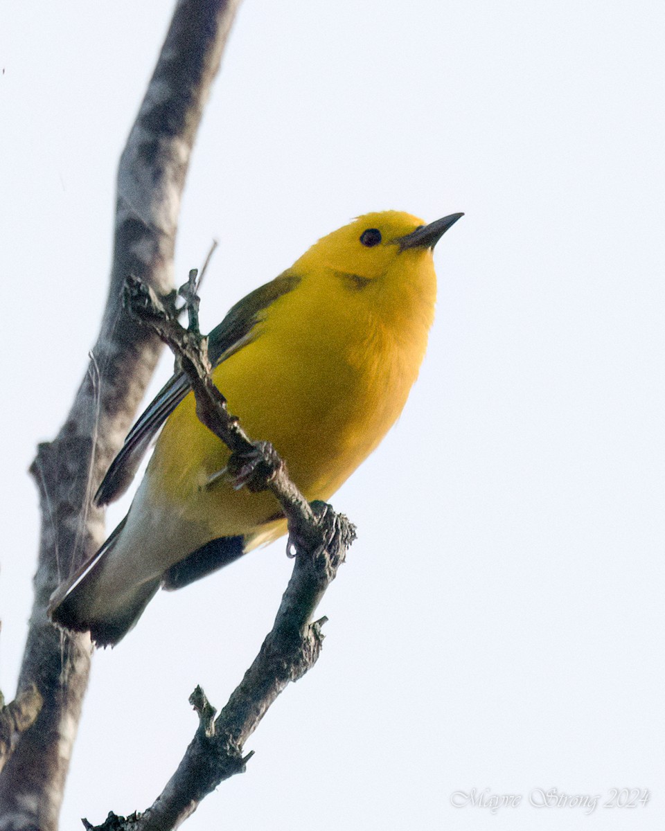Prothonotary Warbler - ML620939873