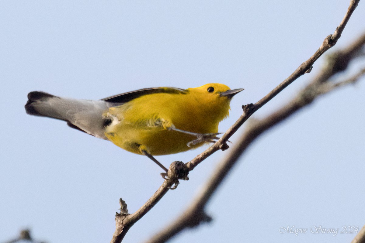Prothonotary Warbler - ML620939874