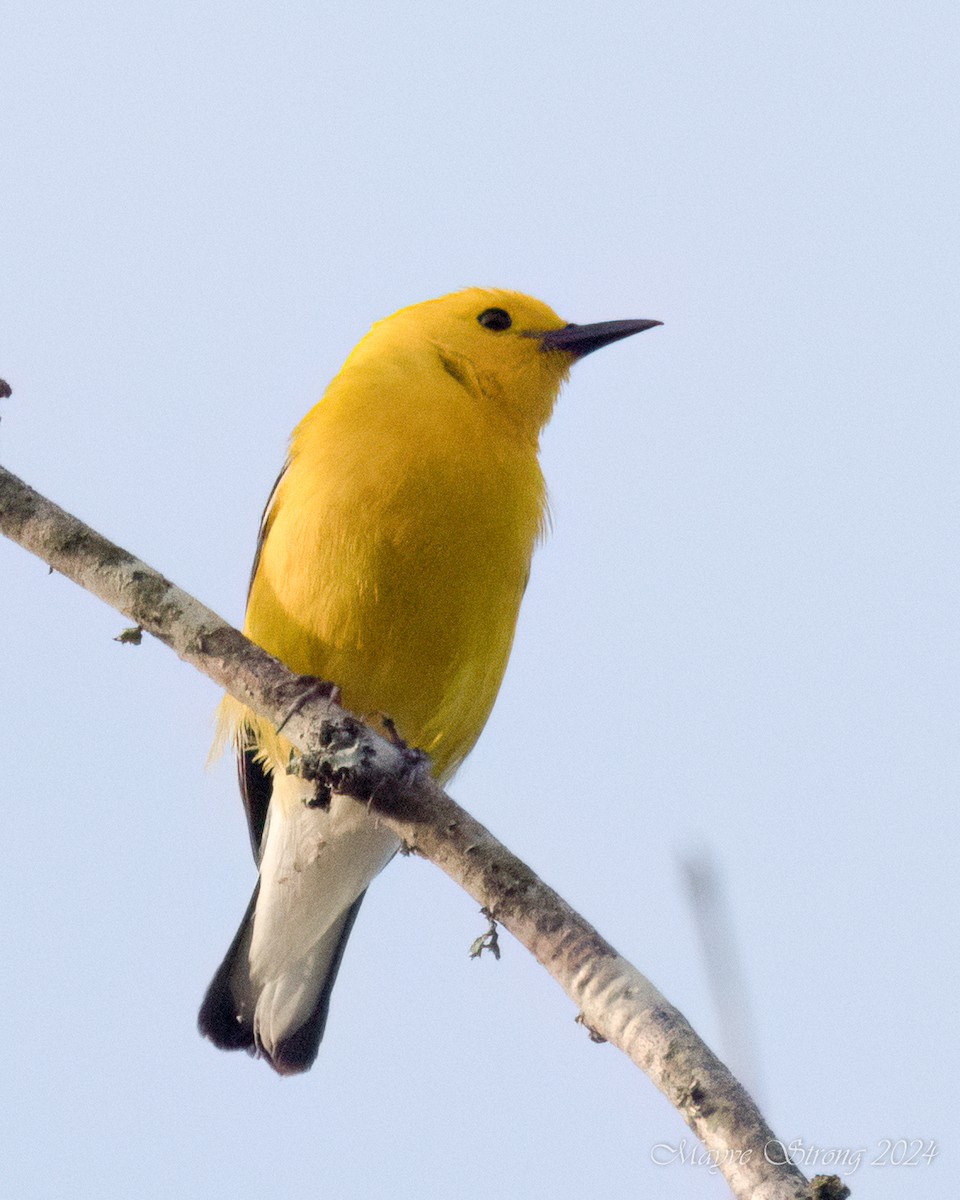 Prothonotary Warbler - ML620939875
