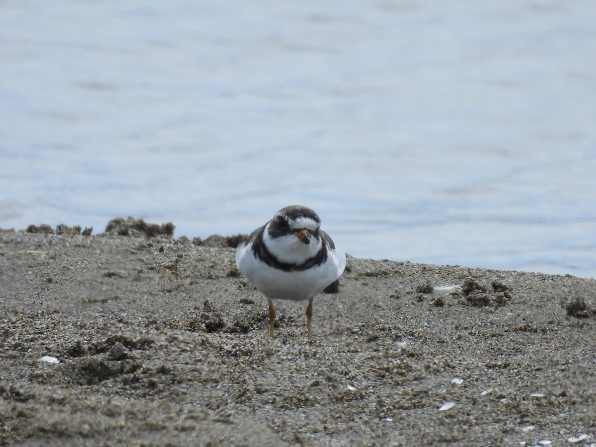 Semipalmated Plover - ML620939879