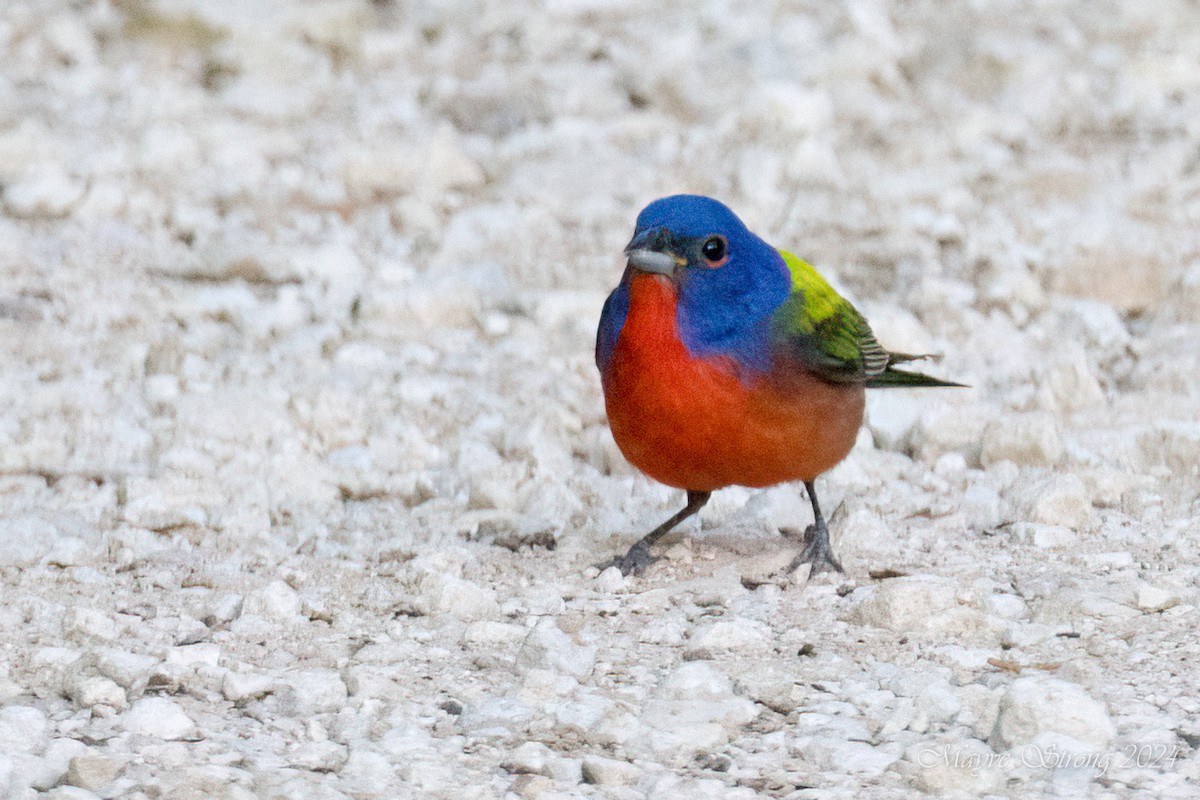 Painted Bunting - ML620939885