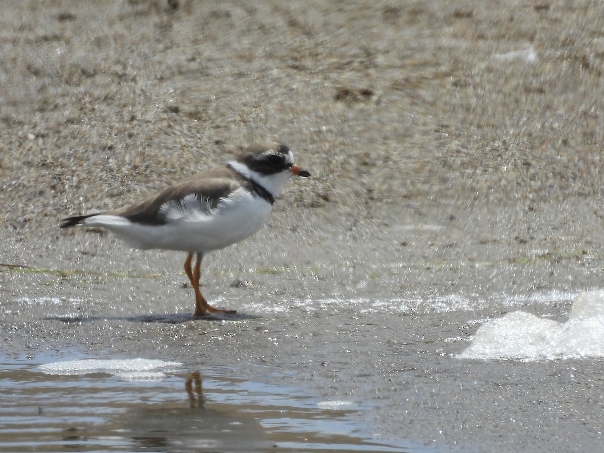 Semipalmated Plover - ML620939886