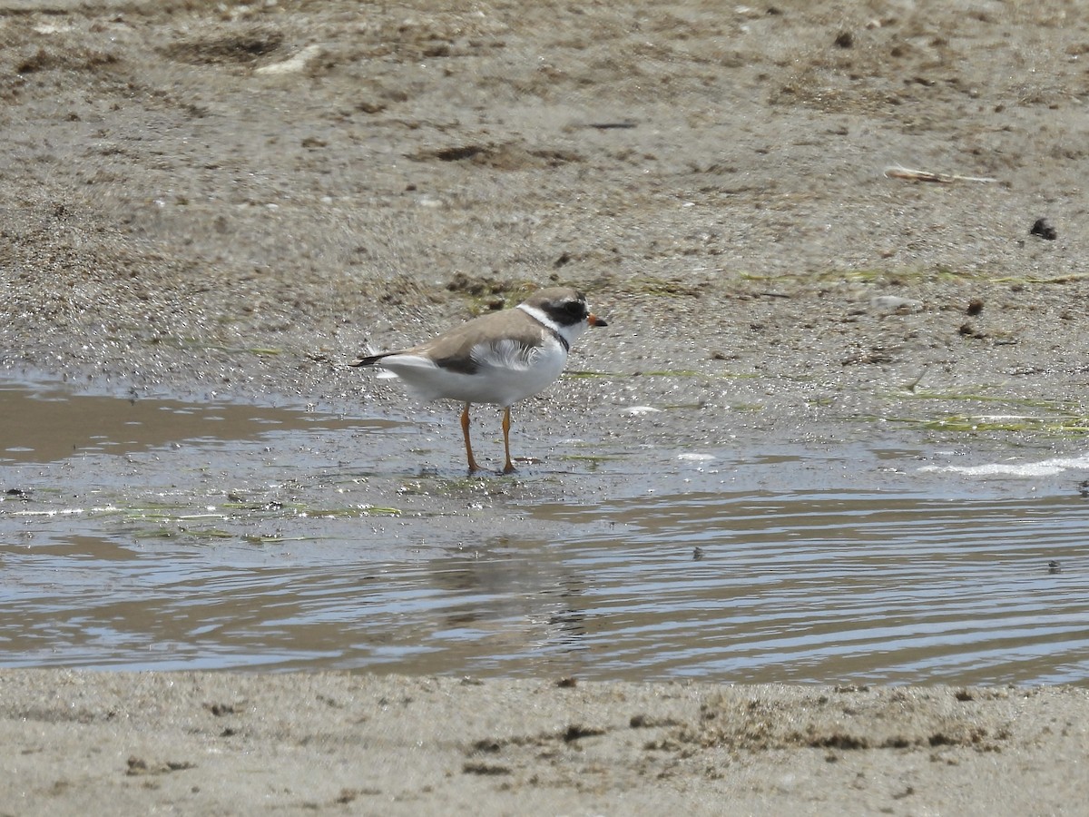 Semipalmated Plover - ML620939887