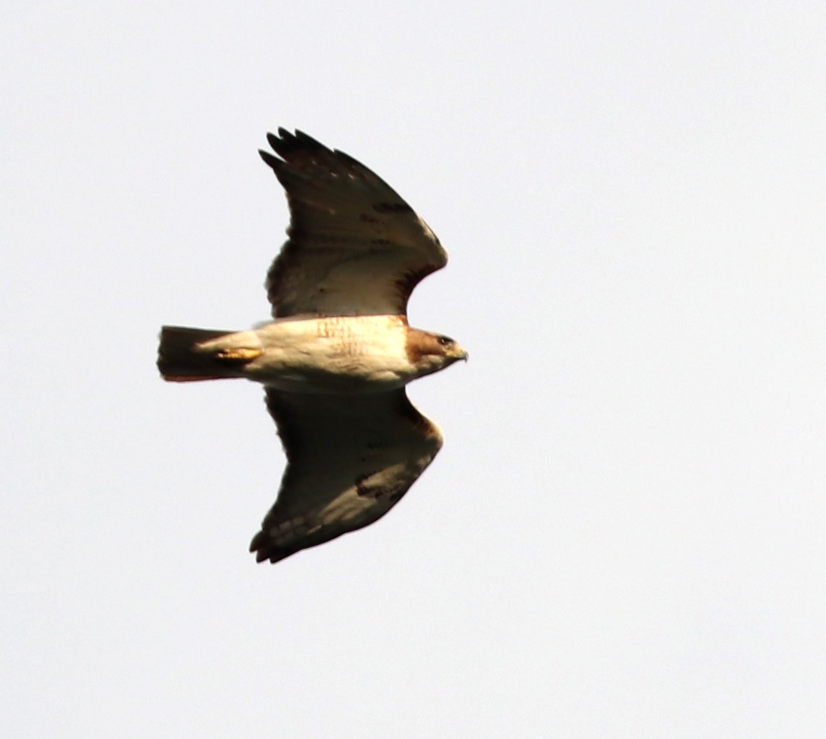 Red-tailed Hawk - ML620939898