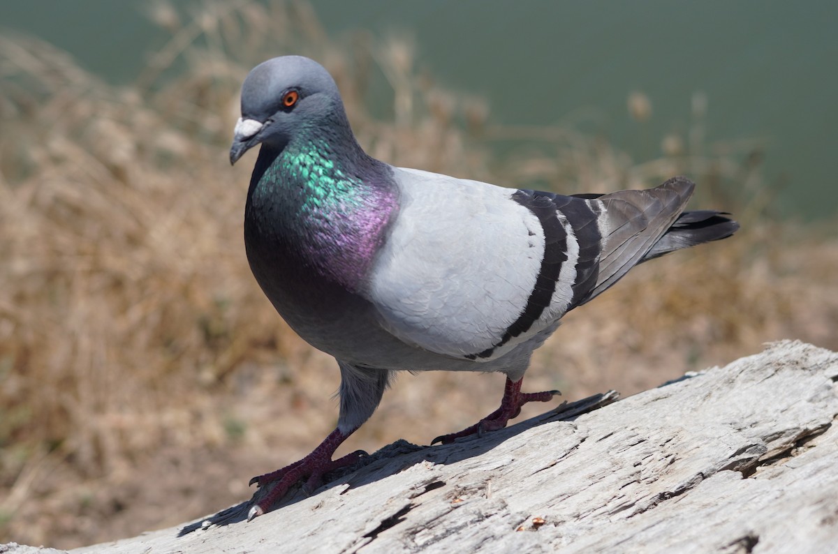 Rock Pigeon (Feral Pigeon) - ML620939902