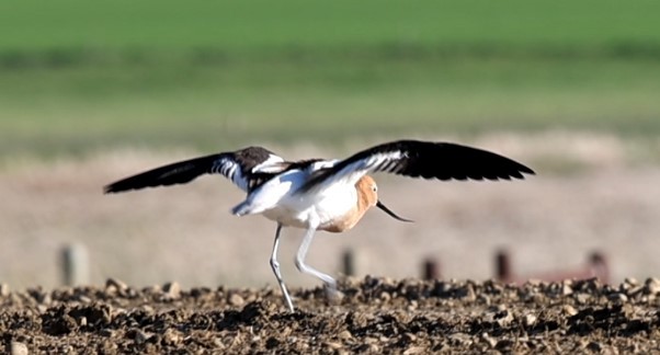 Avocette d'Amérique - ML620939932