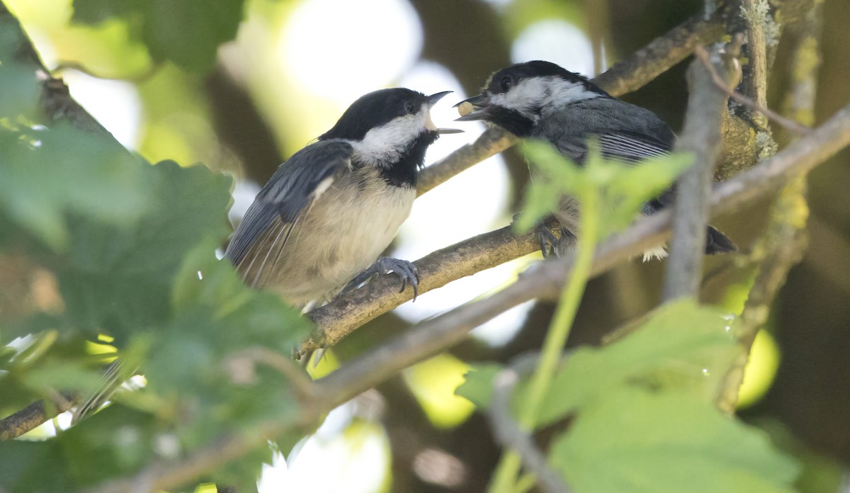 Mésange à tête noire - ML620939935