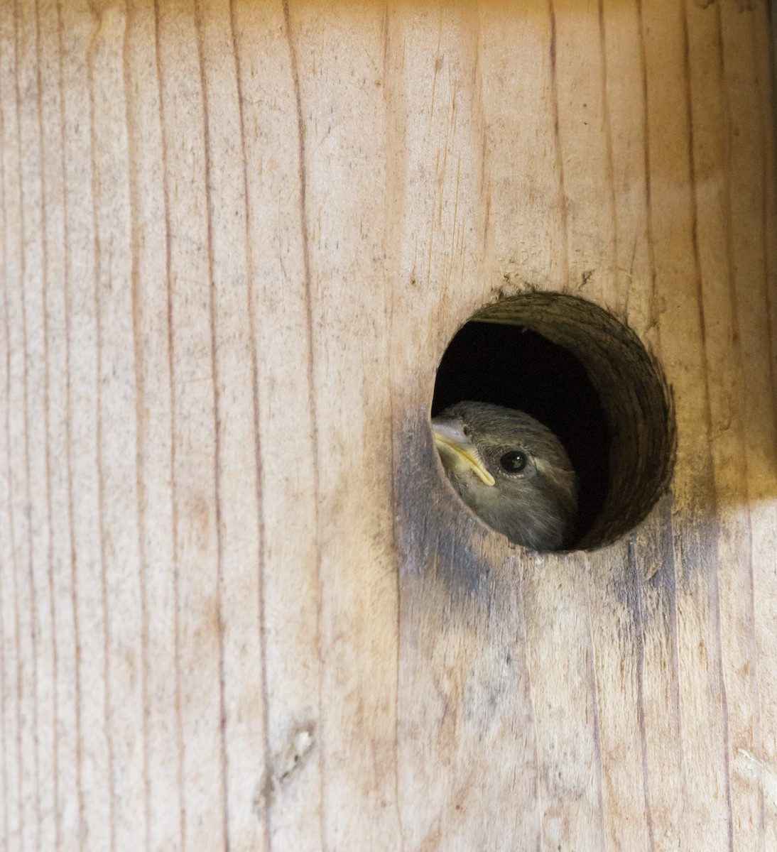 Moineau domestique - ML620939940