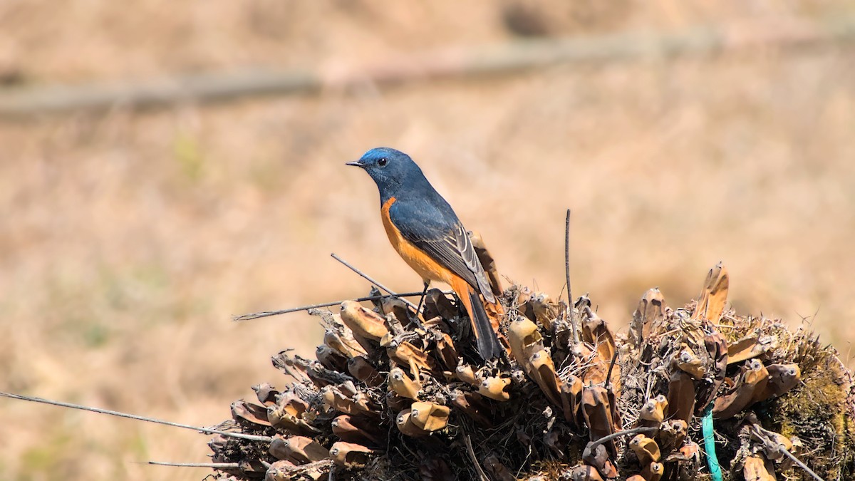 Blue-fronted Redstart - ML620939943