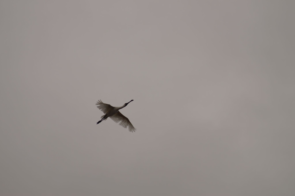 Royal Spoonbill - ML620939966