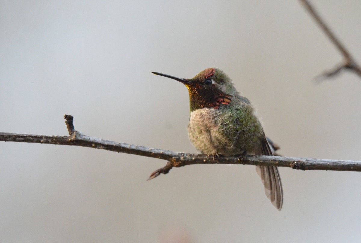 Anna's Hummingbird - ML620939975