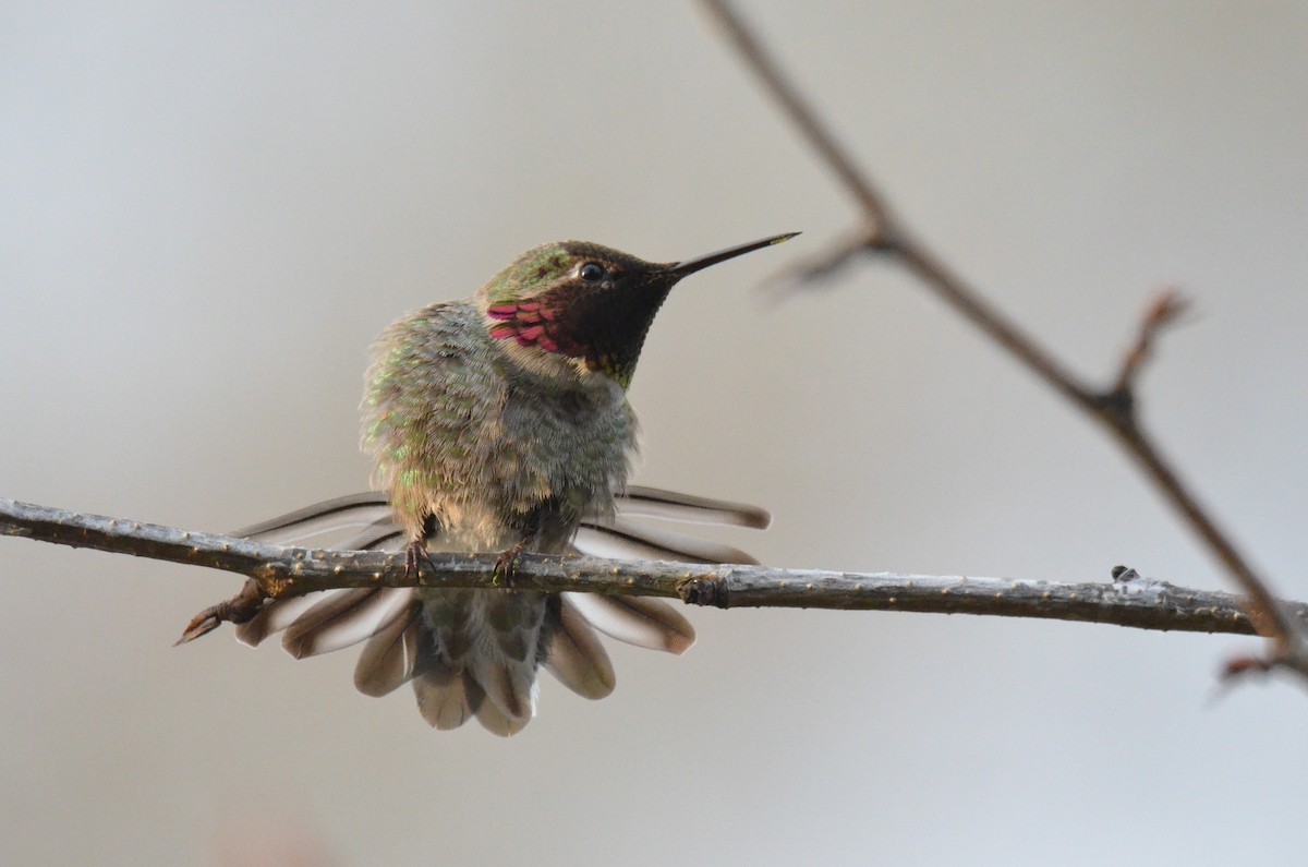 Anna's Hummingbird - ML620939976