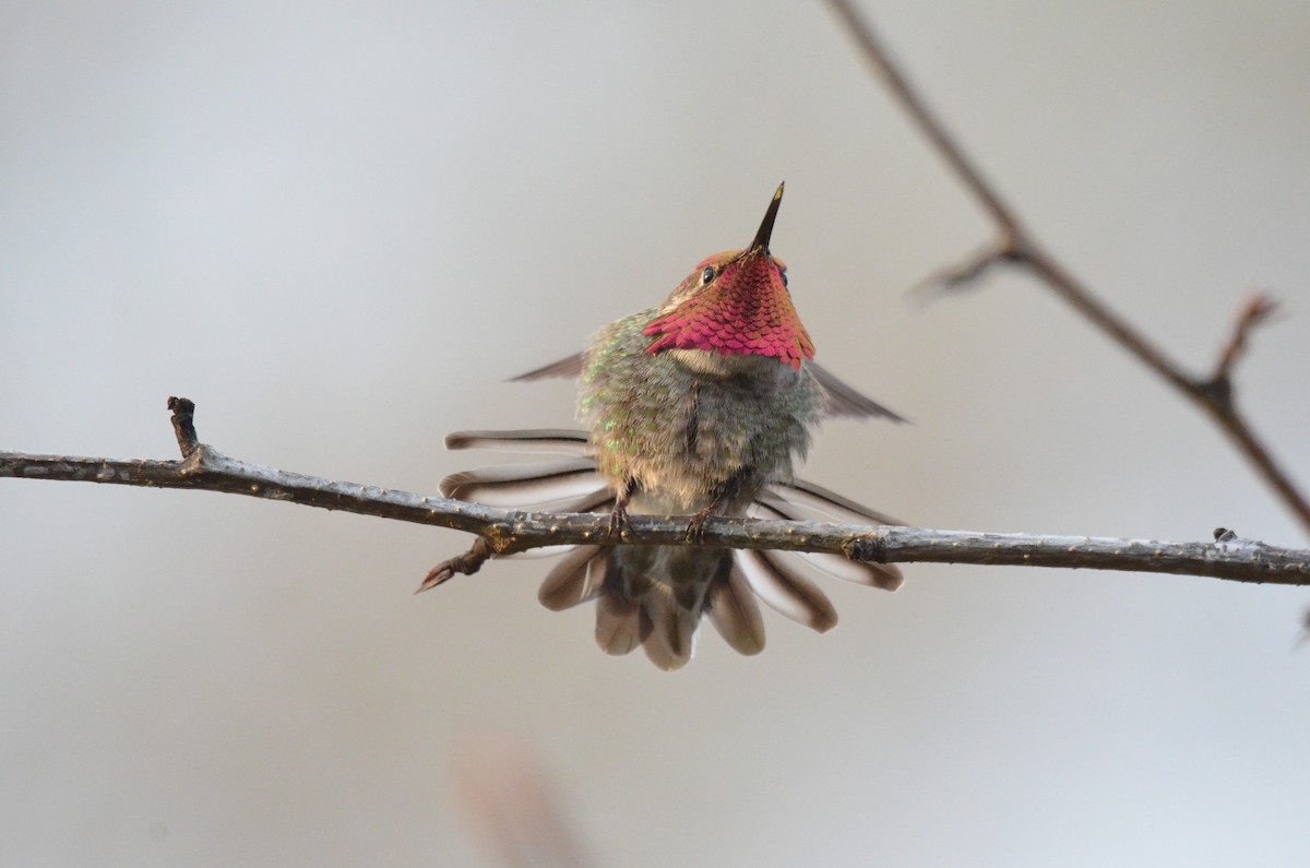 Anna's Hummingbird - ML620939981