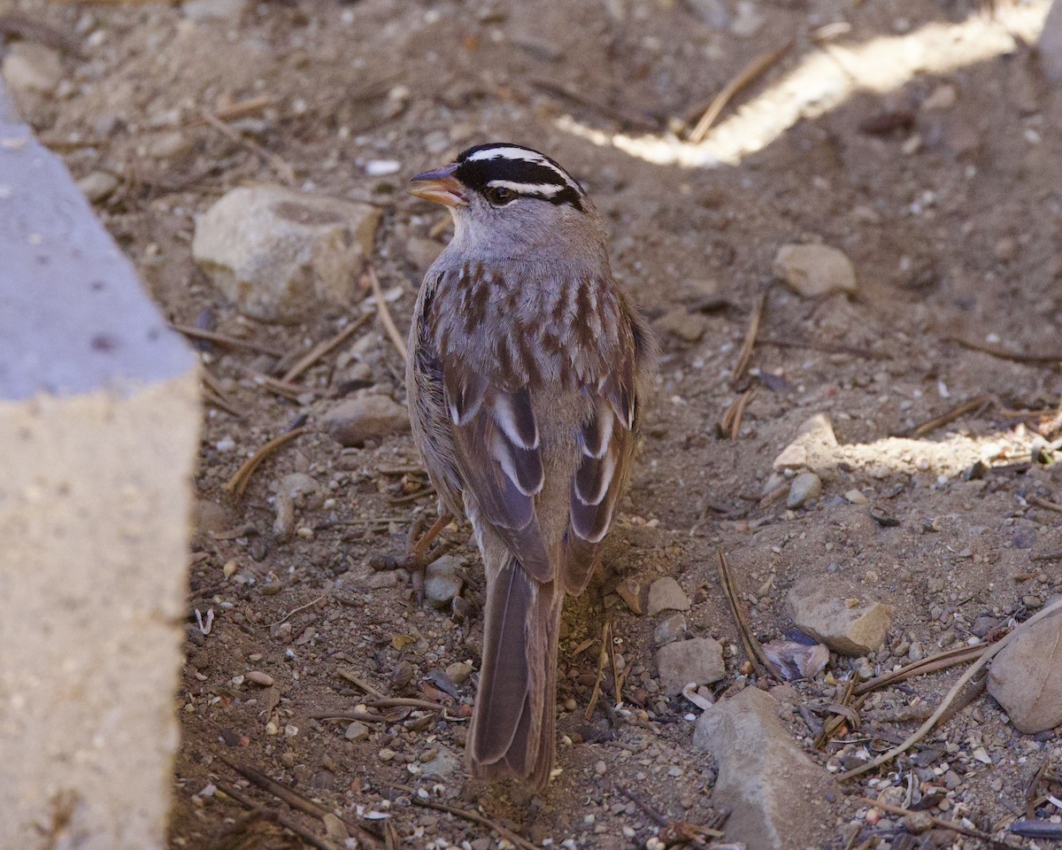 White-crowned Sparrow - ML620939992