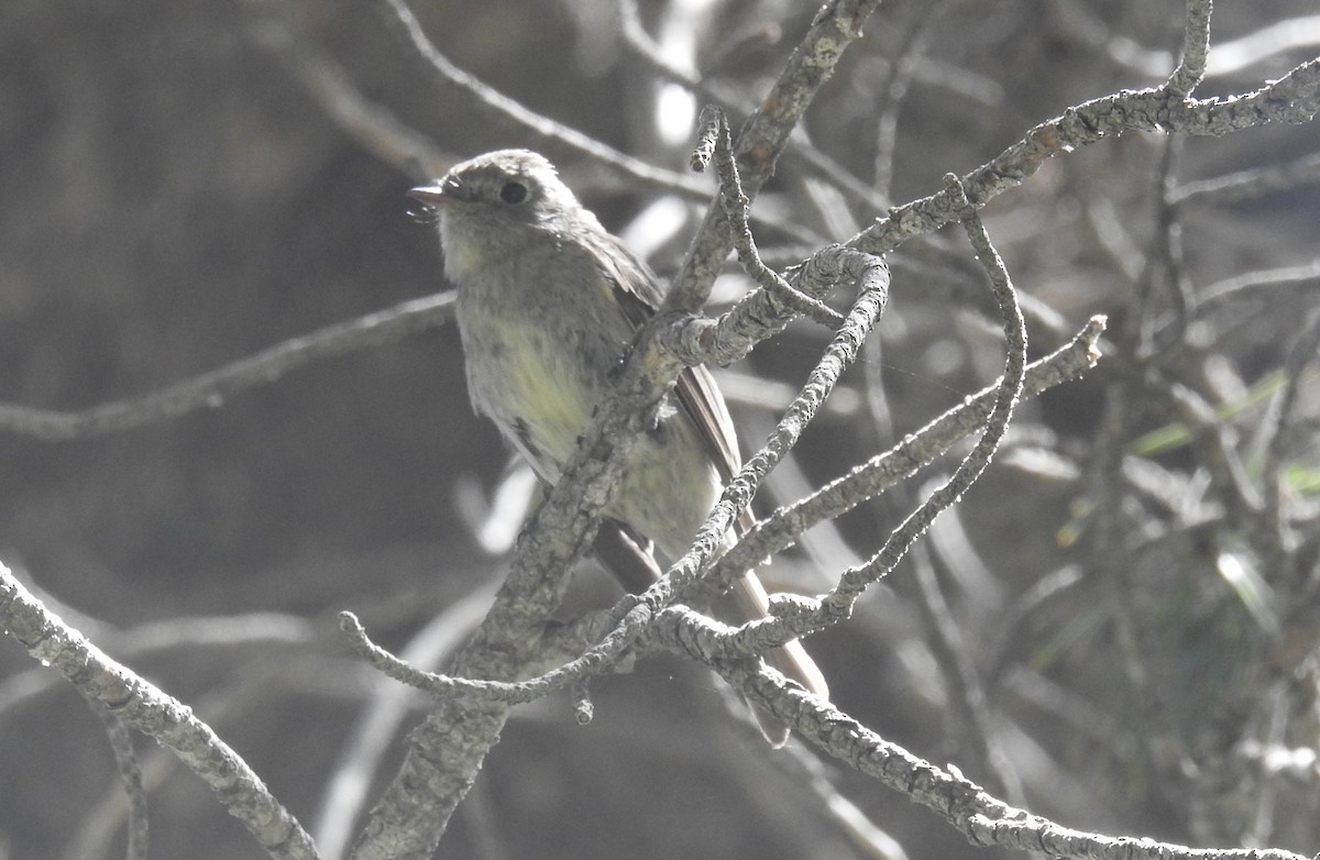 Hammond's Flycatcher - ML620939994