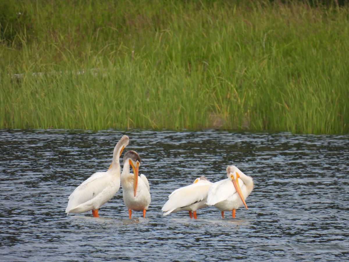 American White Pelican - ML620939997