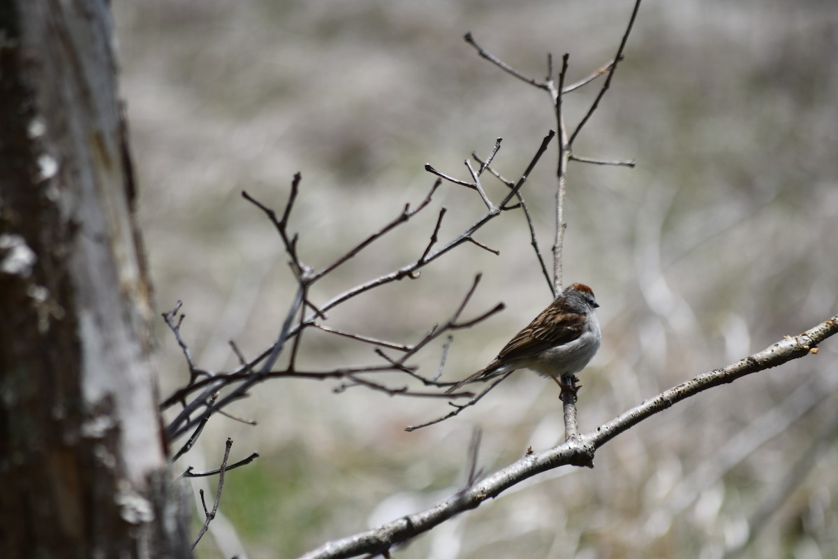 Chipping Sparrow - ML620940021