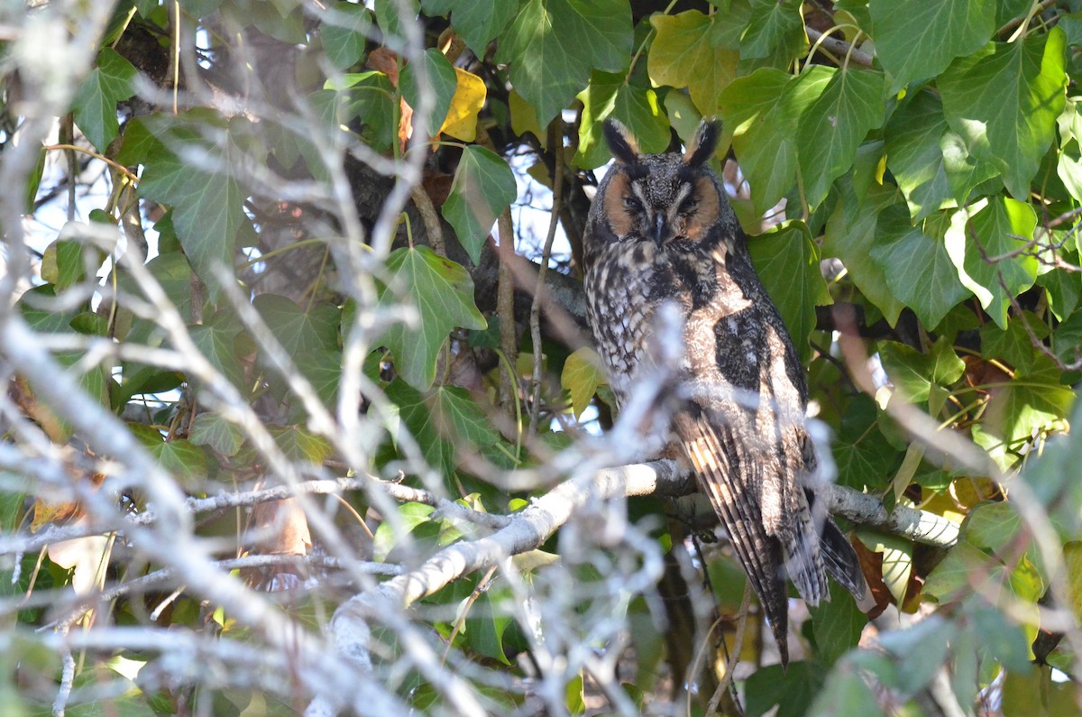 Long-eared Owl - ML620940031