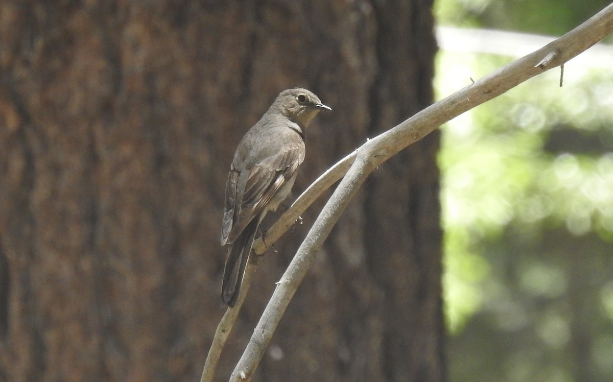 Townsend's Solitaire - ML620940055