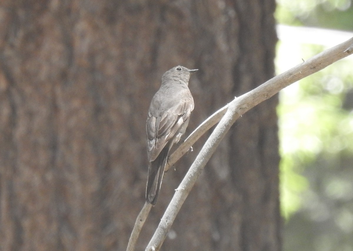Townsend's Solitaire - ML620940058