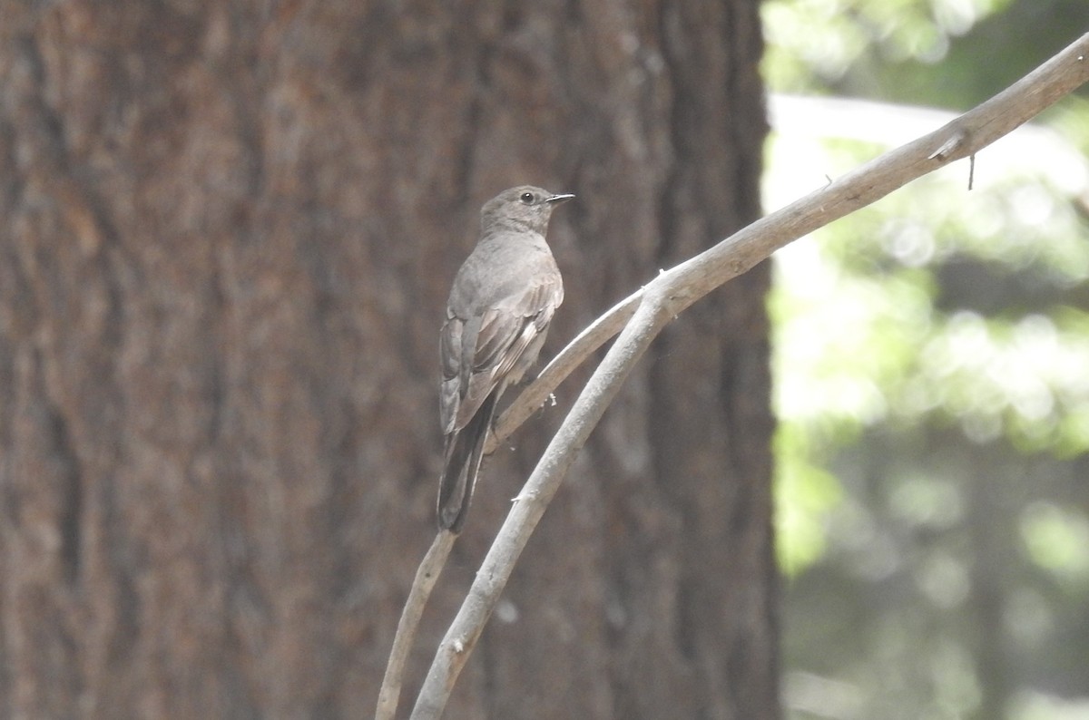 Townsend's Solitaire - ML620940059