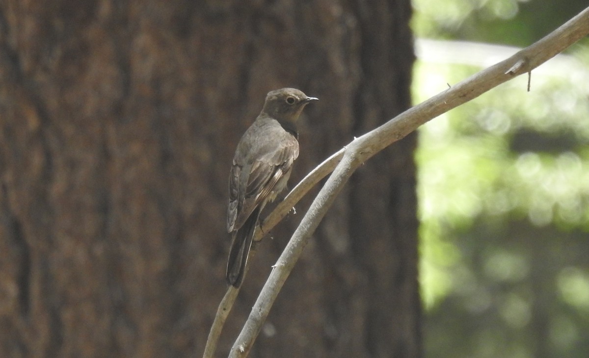 Townsend's Solitaire - ML620940061