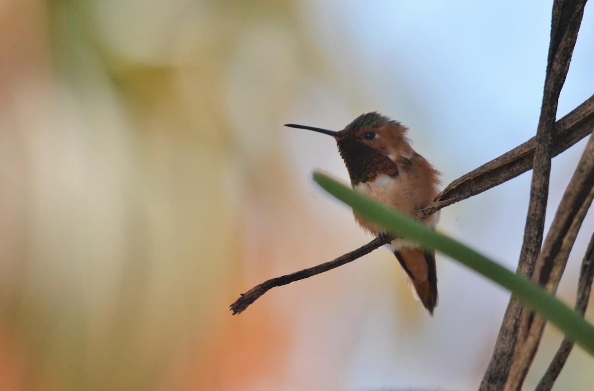 Allen's Hummingbird - Matthew Dickerson