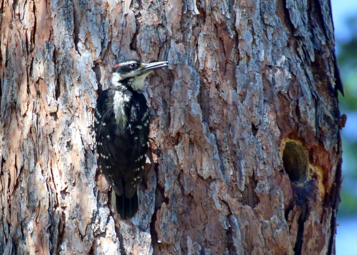 Hairy Woodpecker (Rocky Mts.) - ML620940120
