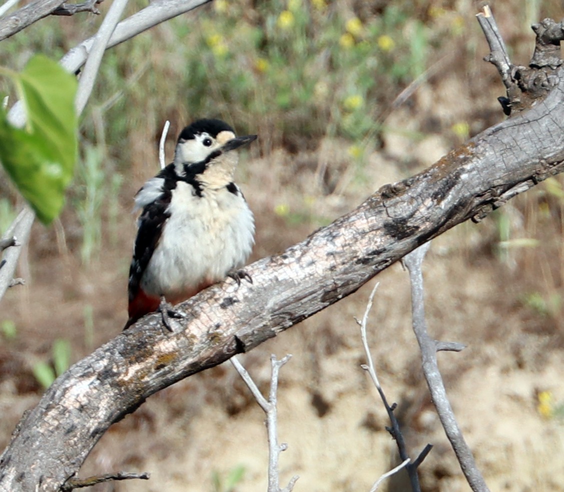 Syrian Woodpecker - ML620940125