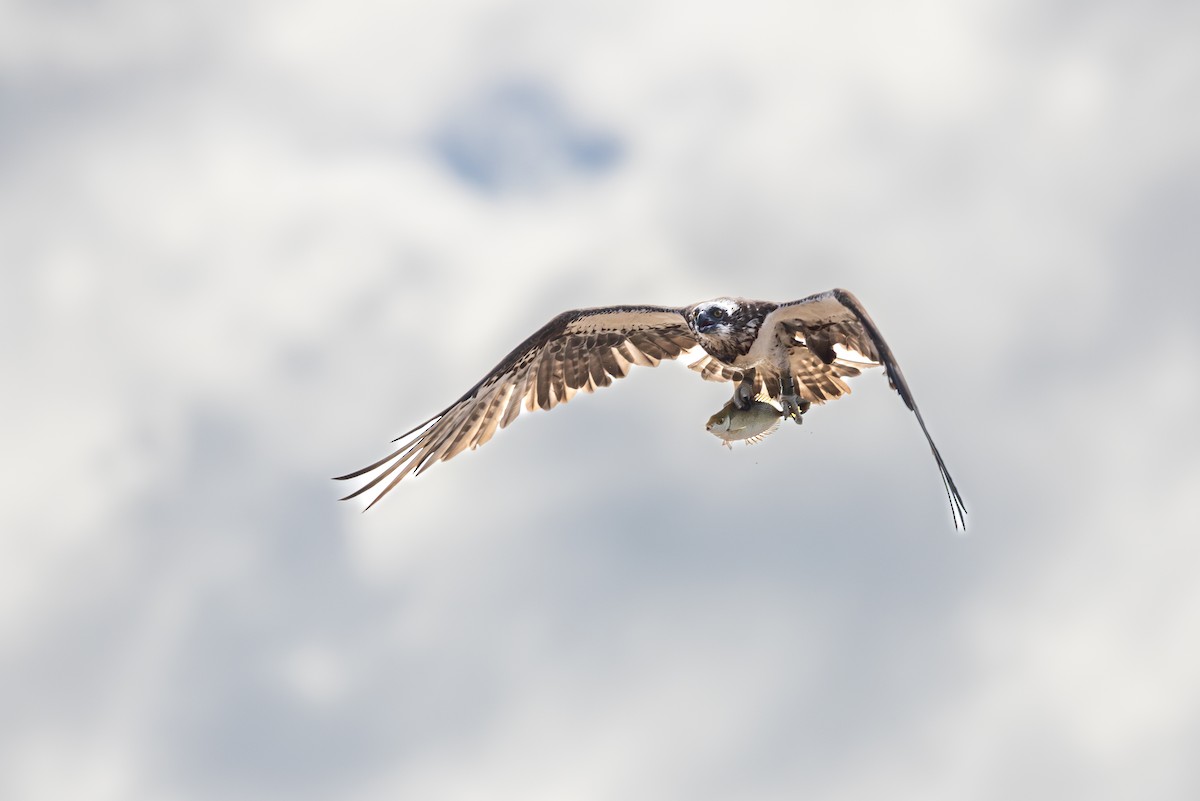 Balbuzard pêcheur - ML620940151