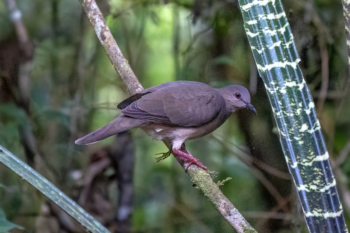 White-tipped Dove (brasiliensis Group) - ML620940160
