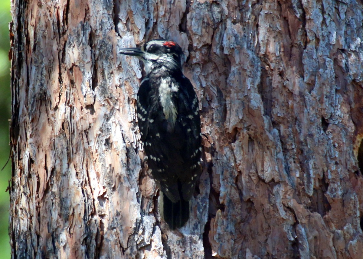 Hairy Woodpecker (Rocky Mts.) - ML620940163