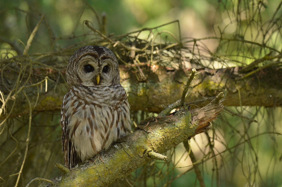 Barred Owl - Matthew Dickerson