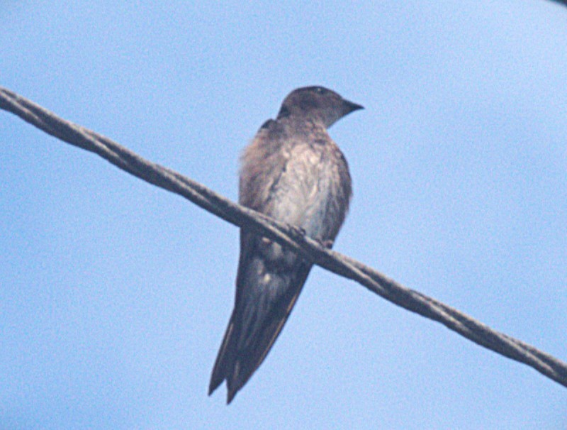 Brown-chested Martin - ML620940180