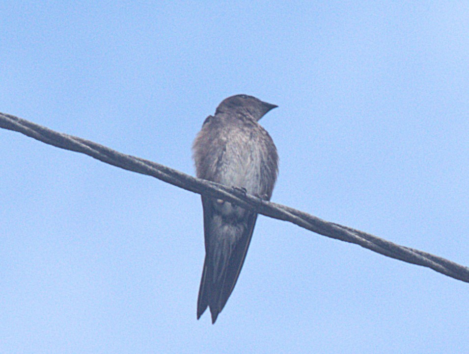 Brown-chested Martin - ML620940181