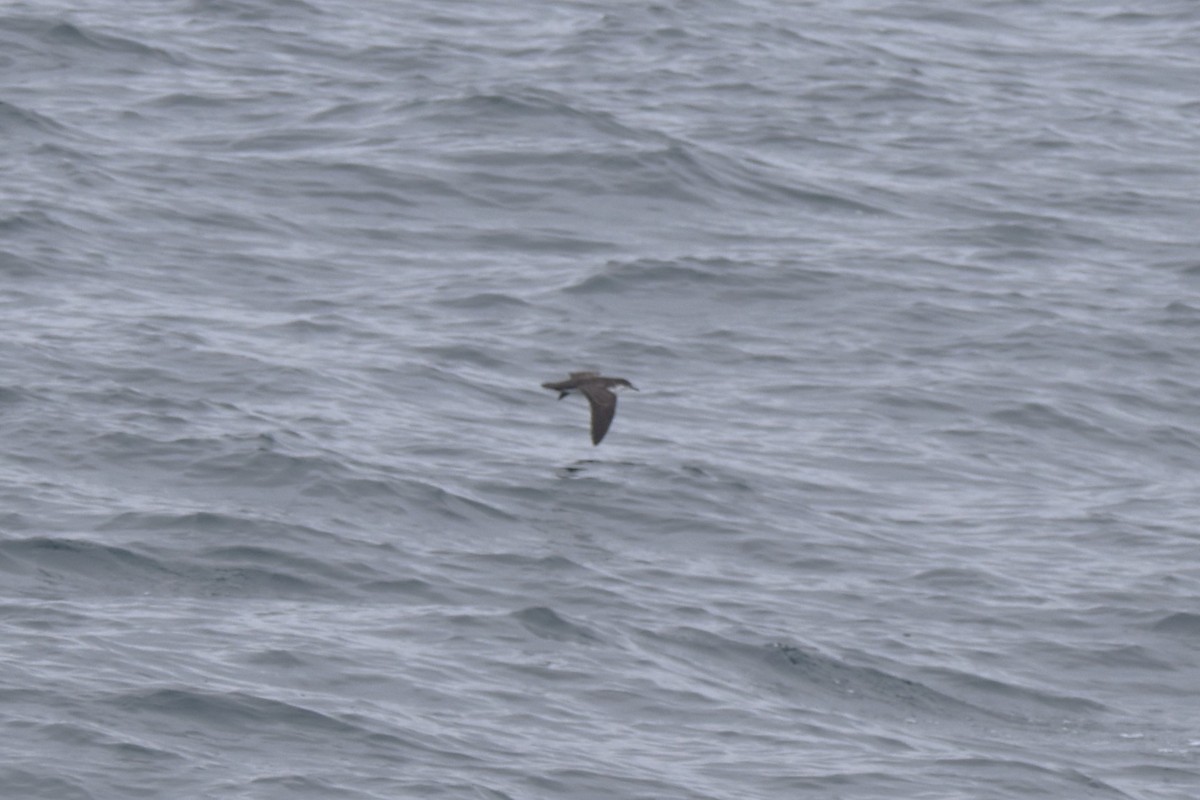 Galapagos Shearwater - ML620940191