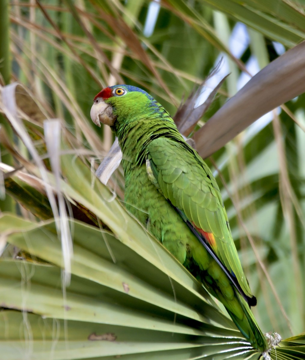 Red-crowned Parrot - ML620940199