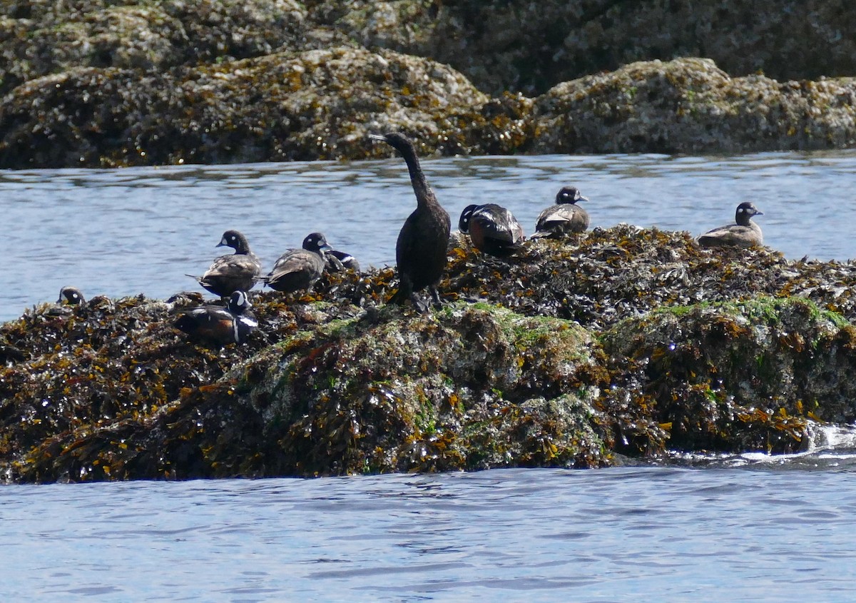 Harlequin Duck - ML620940205