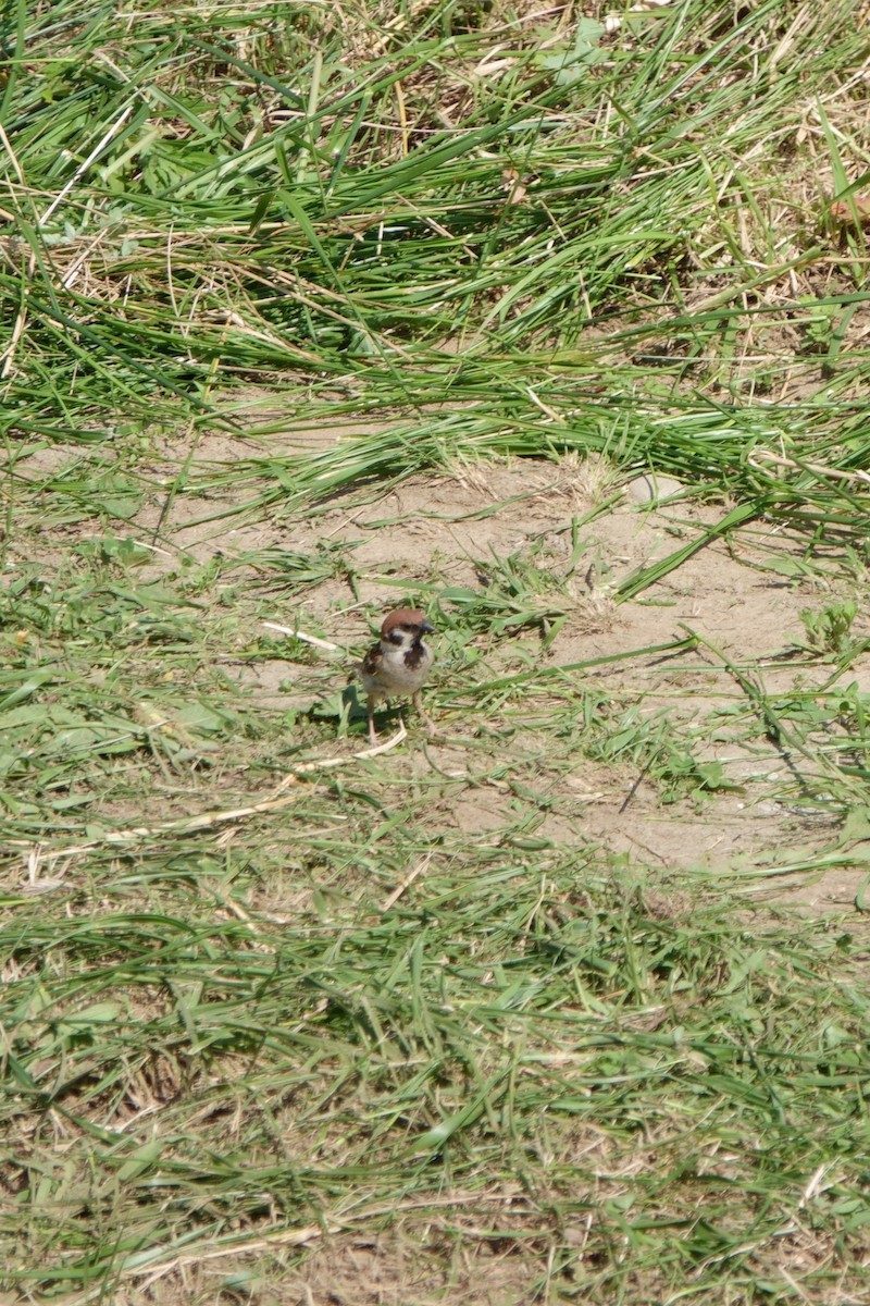 Eurasian Tree Sparrow - ML620940237