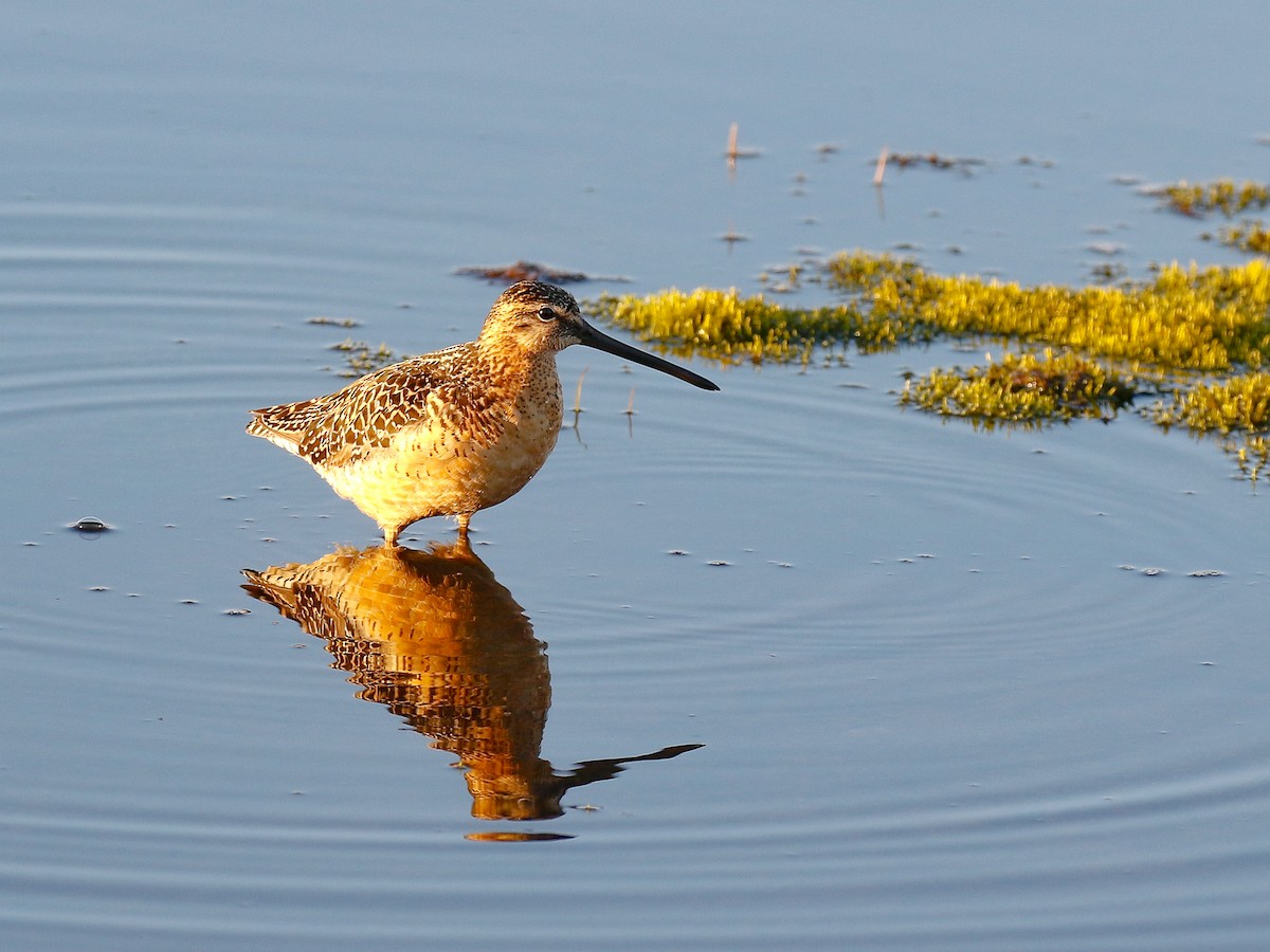 Long-billed Dowitcher - ML620940257