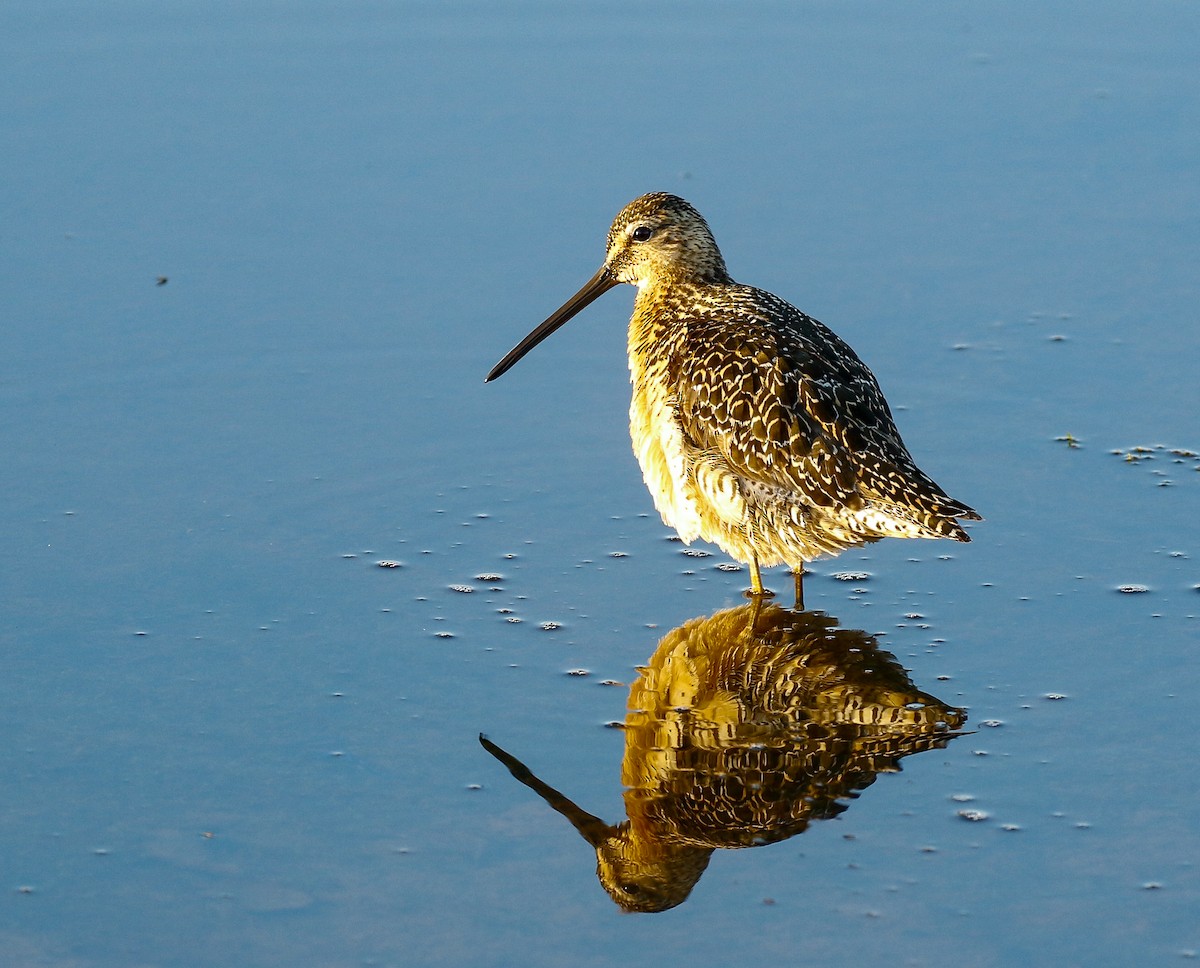 Long-billed Dowitcher - ML620940259
