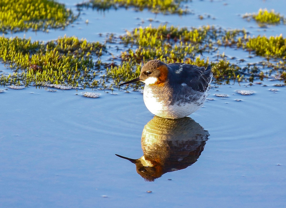 Red-necked Phalarope - ML620940266