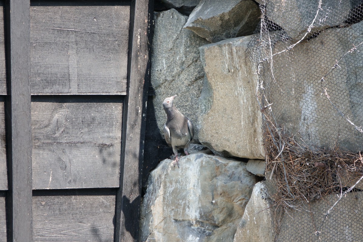 Rock Pigeon (Feral Pigeon) - ML620940271