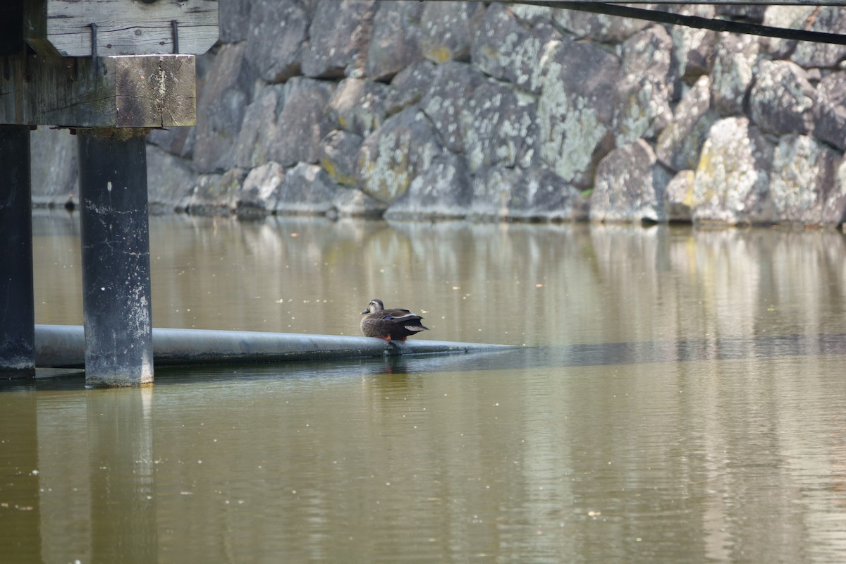 Eastern Spot-billed Duck - ML620940275