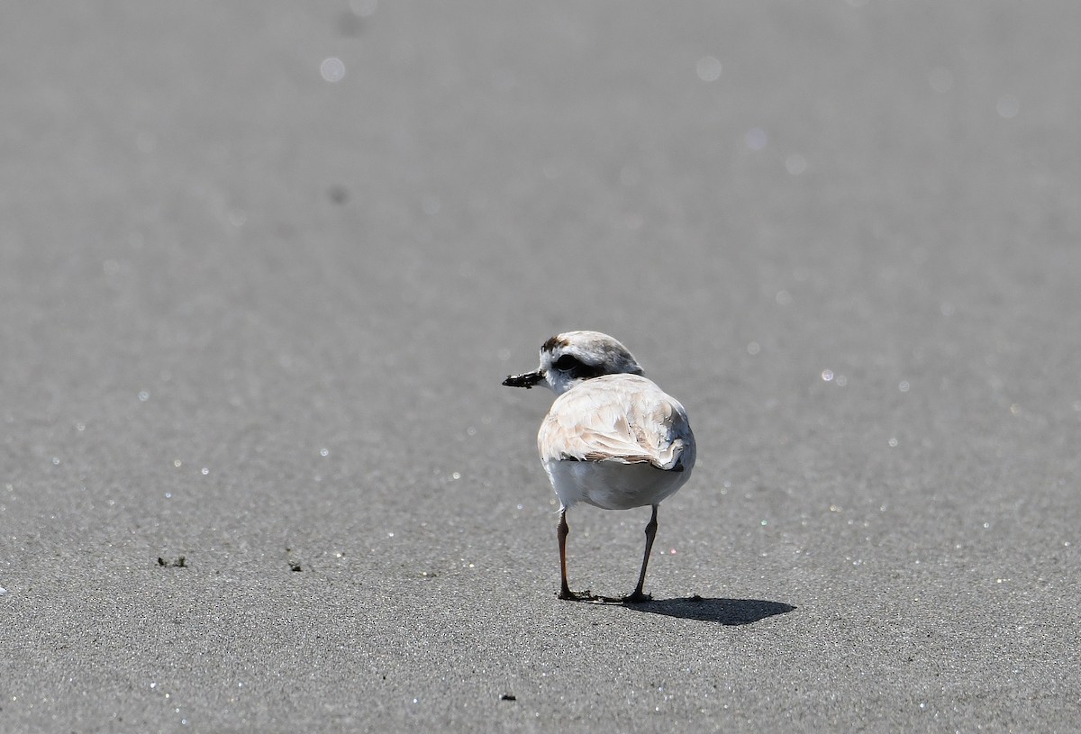 Snowy Plover - ML620940277